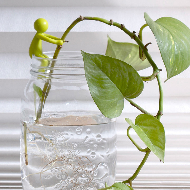 Support boutures décoratif et flexible pour plantes (x3)